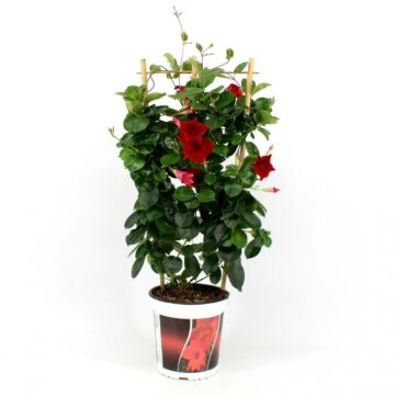 Dipladenia - Mandevilla Sundaville Red