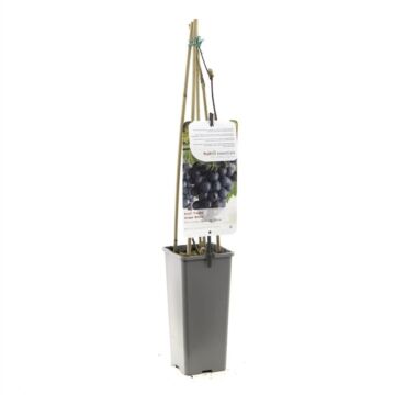 Blaue Traube - Vitis vinifera 'Boskoop Glory'