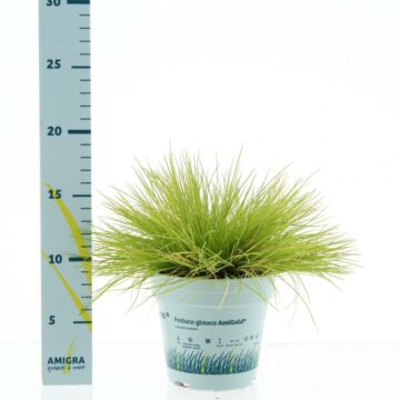 Goldschwingel - Festuca glauca AmiGold 10,5 cm