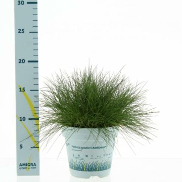 Bärenfell Schwingel - Festuca gautieri AmiGreen 10,5 cm