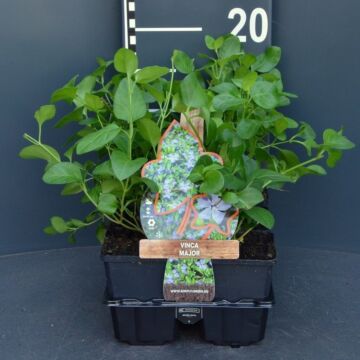 großes Immergrün - Vinca major
