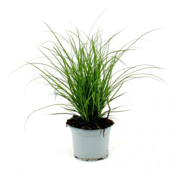 Zegge - Carex Brunnea