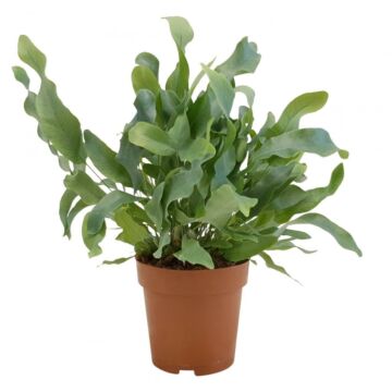 Phlebodium aur. Blauer Stern P12