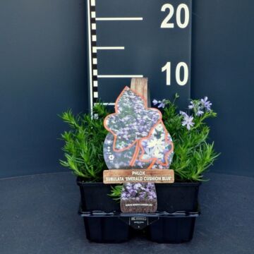 Flammenblume - Phlox (S) 'Emerald Cushion Blue'