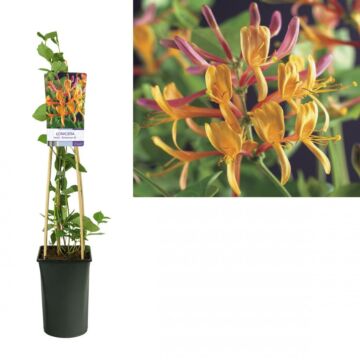 Geißblatt - Lonicera heckrottii 'American Beauty'