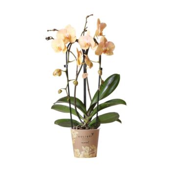 Orchidee - Phalaenopsis 'Niagara fall Golden River'