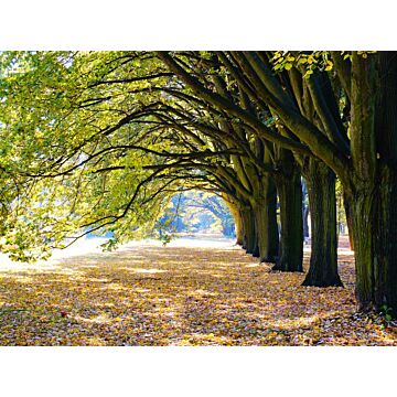 Outdoor-Leinwand Allee mit Bäumen L 58 cm