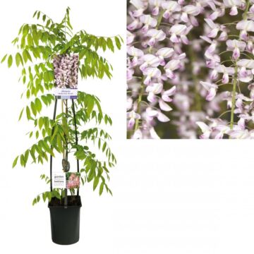 Glyzine - Wisteria floribunda Rosea
