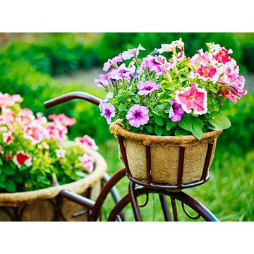 Außenleinwand Fahrrad Blumen 78 cm