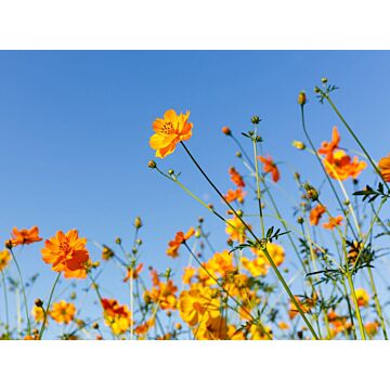 Außenleinwand Blumen orange 78 cm