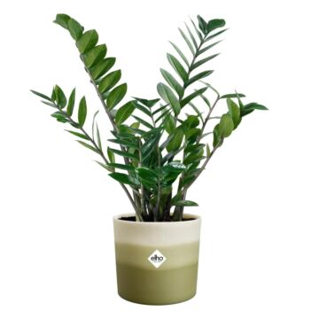 Blumentopf Colour Gradient bambusgrün - Elho