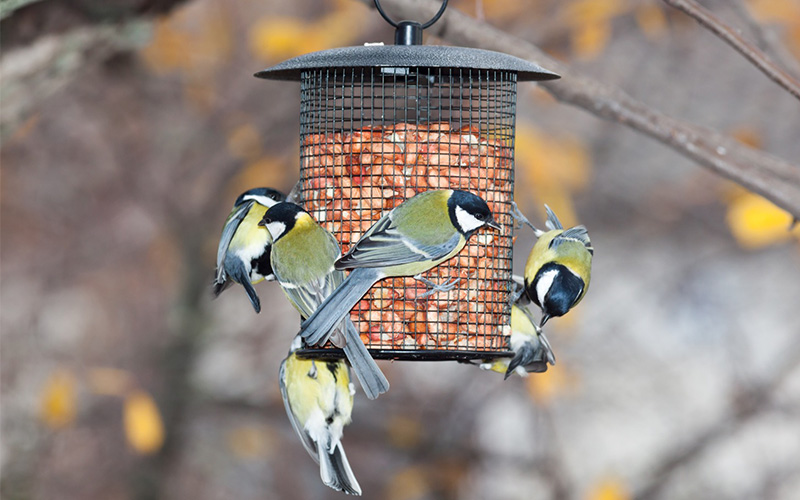 Tipps zum Vögel füttern