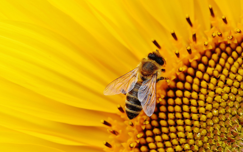 Top 10 bienenpflanzen