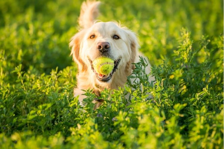 Alles, was du wissen musst, bevor du einen Hund ins Haus holst