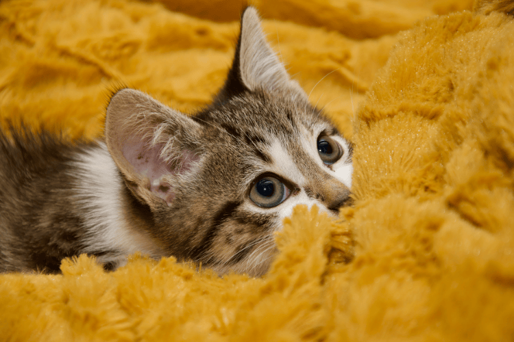 Alles, was du wissen musst, bevor du dir eine Katze anschaffst