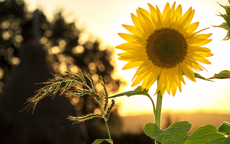 10 Gartentipps für den Urlaub