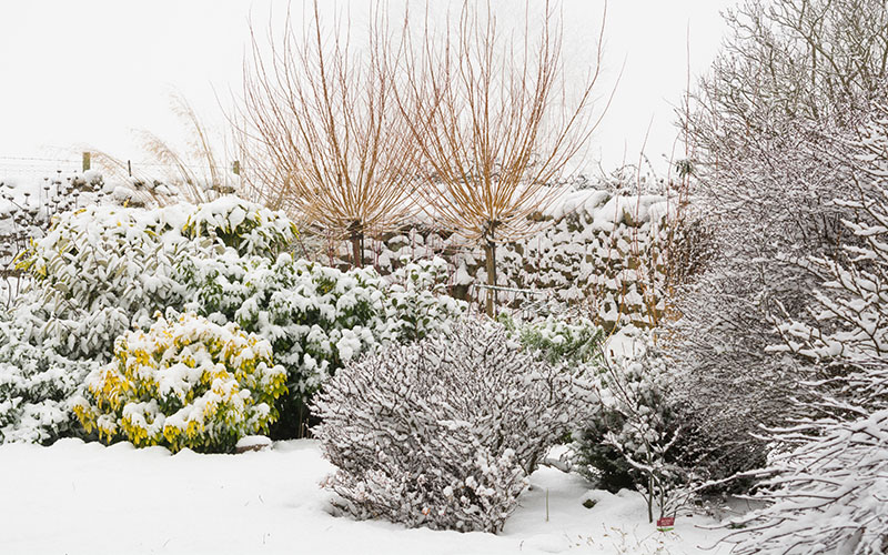 So schützen Sie Ihre Pflanzen vor Frost