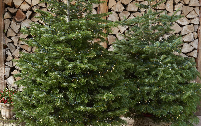 Wie pflege ich einen Weihnachstbaum?