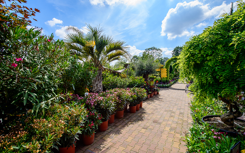 Die besten mediterranen Pflanzen für deinen Garten und deine Terrasse