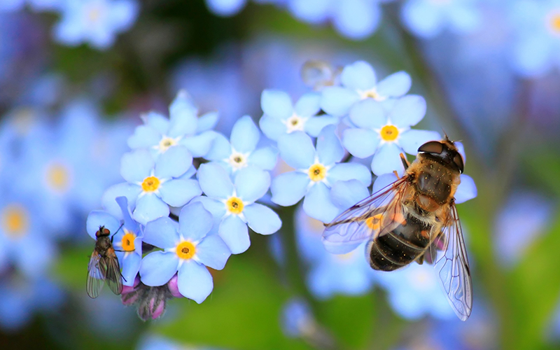 Wie bekommen Sie mehr Biodiversität in Ihren Garten?