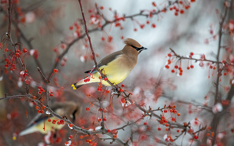 Fünf Vogelpflanzen für den Winter