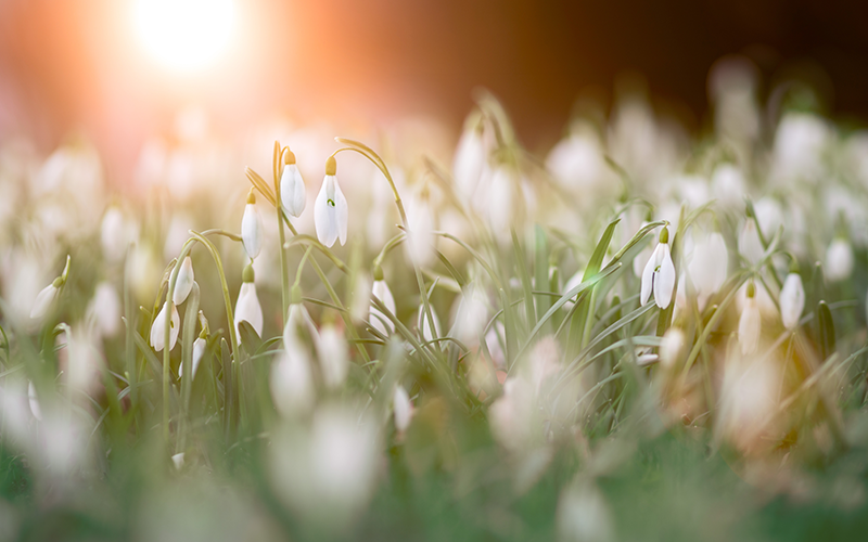 Was Sie  über das Gärtnern im Frühling und nach Eisheiligen wissen sollten