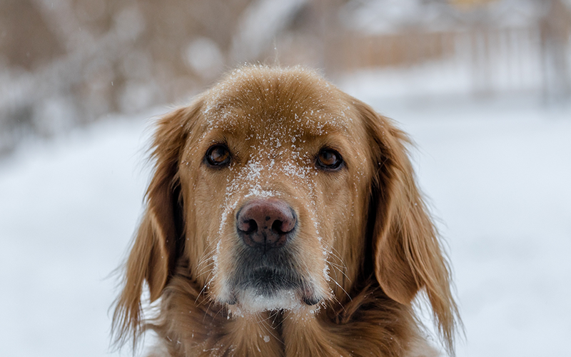 Wie Sie mit Ihrem Hund im Winter sicher nach draußen gehen