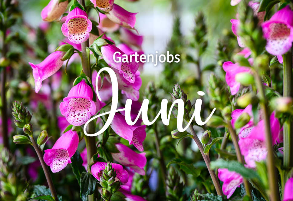 Gartenjobs im Juni