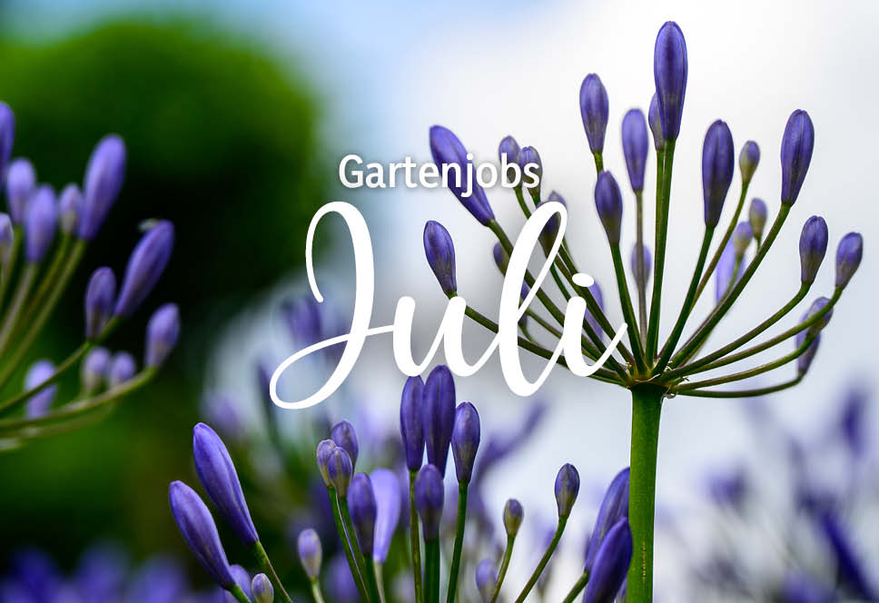 Gartenjobs im Juli