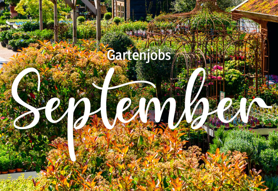 Gartenarbeiten im September