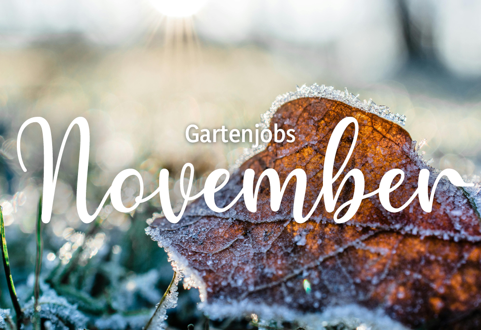 Gartenarbeiten des Monats | November